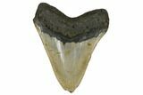 Huge, Fossil Megalodon Tooth - North Carolina #172578-2